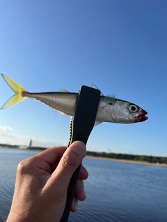 サバの釣果