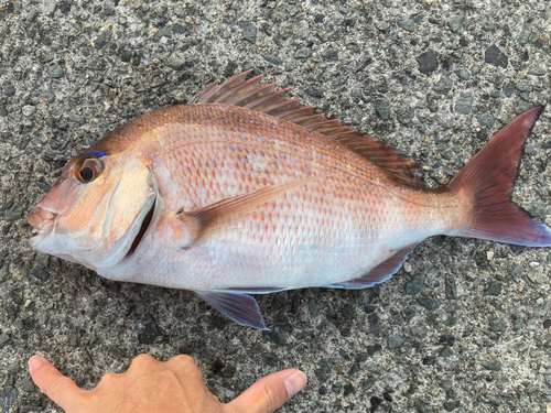 タイの釣果