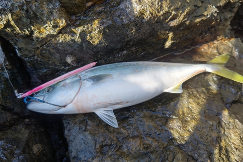 イナダの釣果