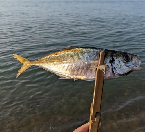 マアジの釣果