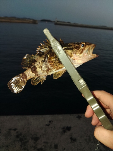 タケノコメバルの釣果