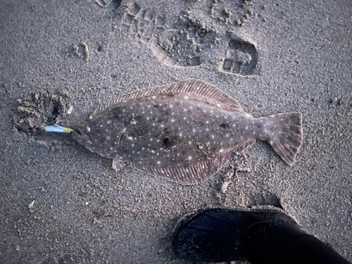 ヒラメの釣果