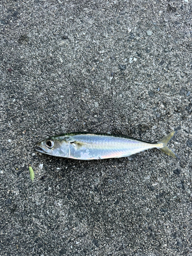 サバの釣果