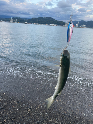 ボラの釣果