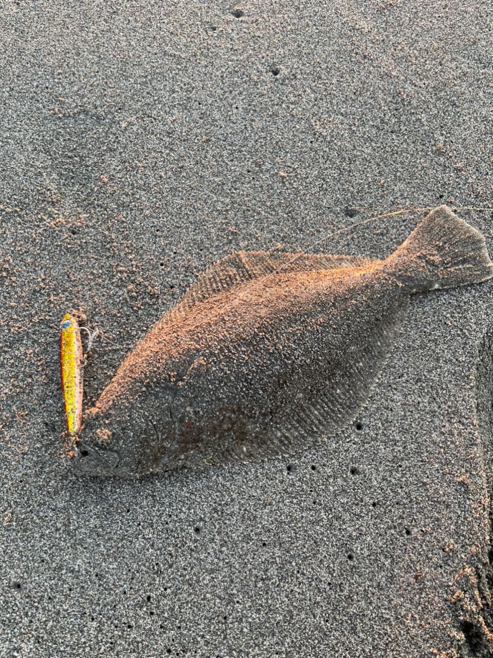オオニベ