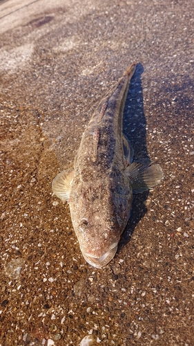 マゴチの釣果