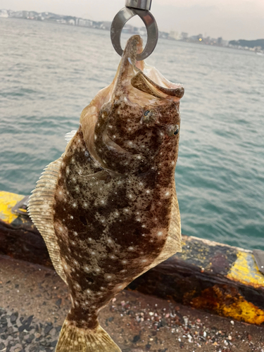 ヒラメの釣果