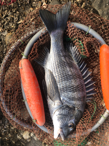 チヌの釣果