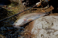 ニジマスの釣果