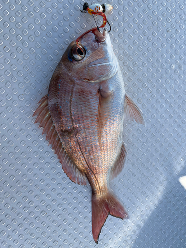 タイの釣果