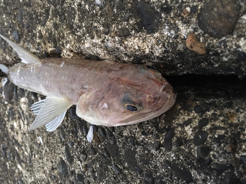 エソの釣果