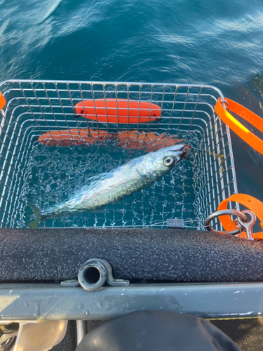 マサバの釣果