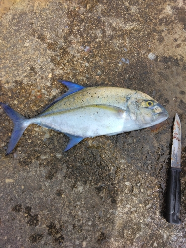 カスミアジの釣果