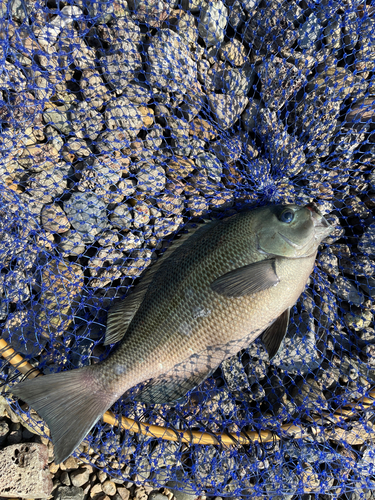 メジナの釣果