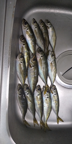 アジの釣果