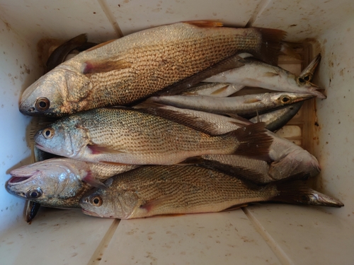 イシモチの釣果