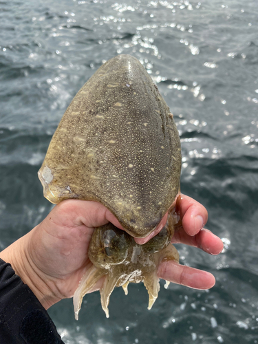 コウイカの釣果