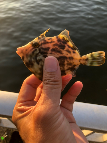 カワハギの釣果