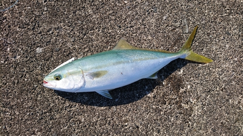 ヤズの釣果