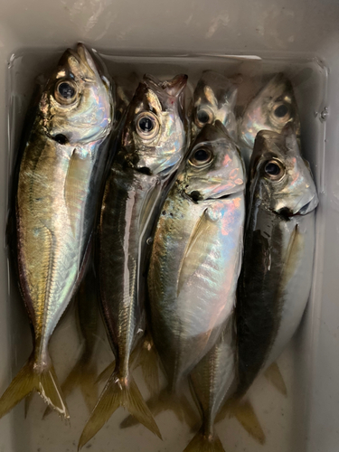 アジの釣果