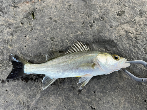 セイゴ（マルスズキ）の釣果