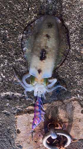 アオリイカの釣果