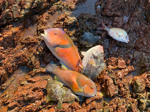 イラの釣果