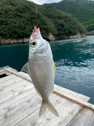 クロサギの釣果