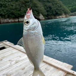 クロサギ