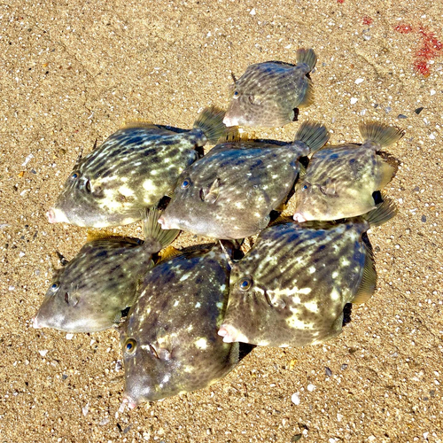 カワハギの釣果