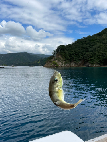 シロサバフグの釣果