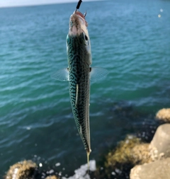 サバの釣果