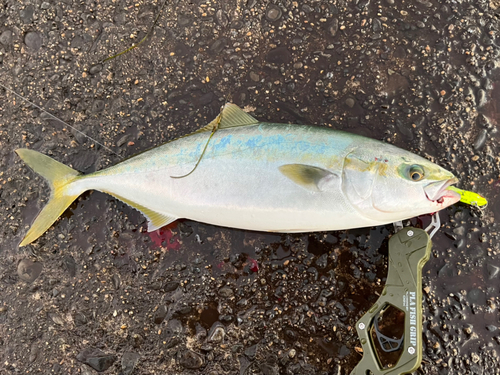 イナダの釣果