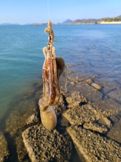 イイダコの釣果