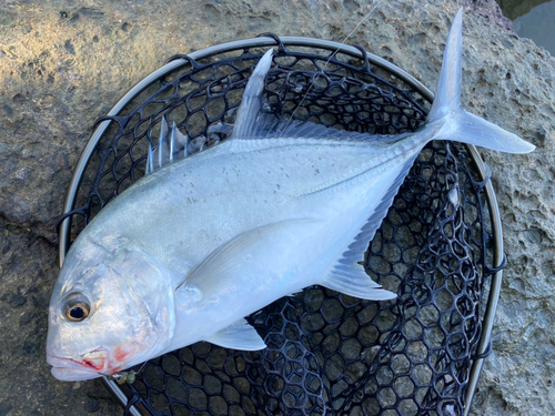 ロウニンアジの釣果