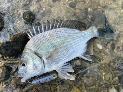 ミナミクロダイの釣果