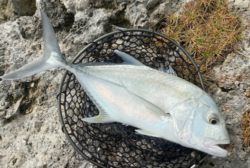 オニヒラアジの釣果