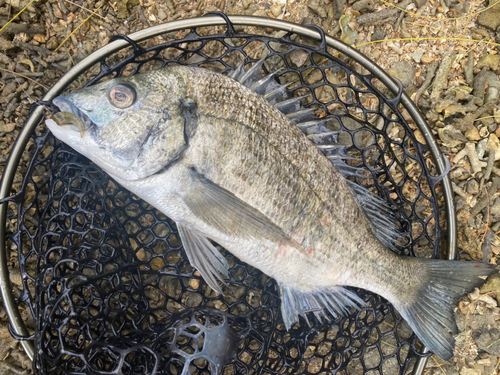 ミナミクロダイの釣果