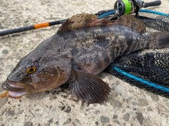 アイナメの釣果