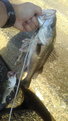 セイゴ（マルスズキ）の釣果