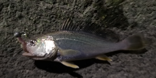 シログチの釣果