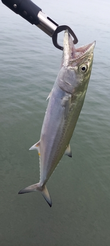 サゴシの釣果