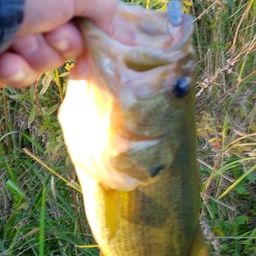 ラージマウスバス