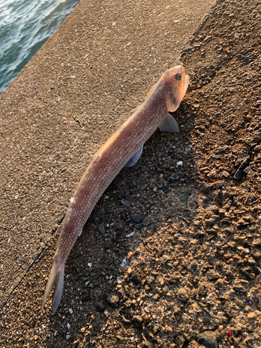 エソの釣果