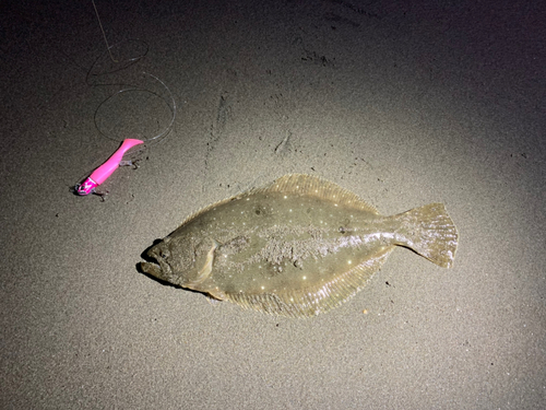 ヒラメの釣果