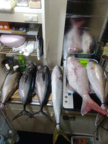 コシナガマグロの釣果