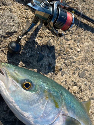 ハマチの釣果