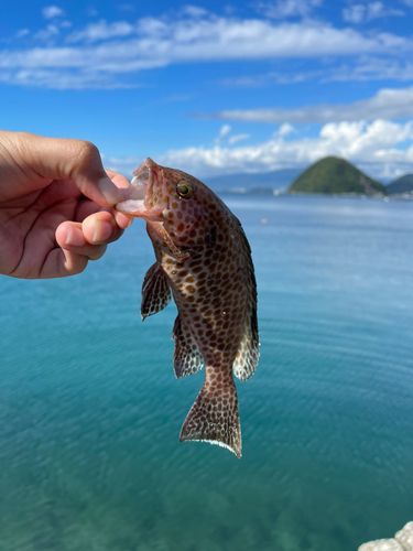 オオモンハタの釣果