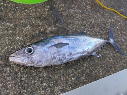 イソマグロの釣果