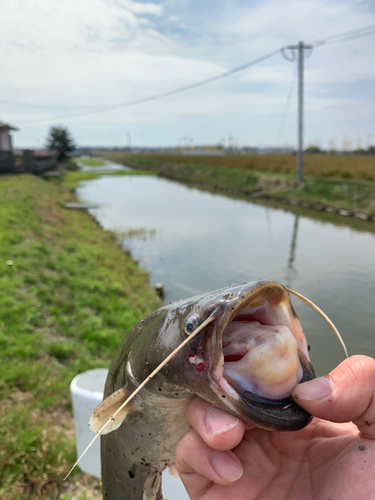 ナマズの釣果